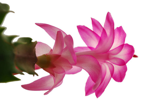 花假曇花屬