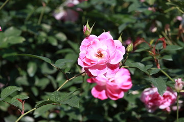 玫瑰花