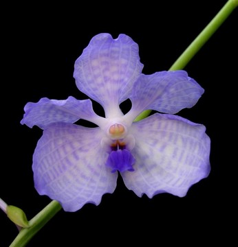中聯(lián)中聯(lián)三賽藍(lán)-藍(lán)
