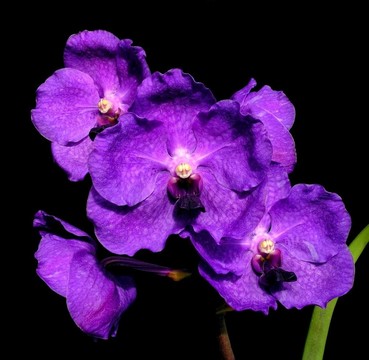 紫色中聯(lián)-中聯(lián)蘇福勒