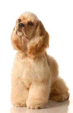 可卡犬