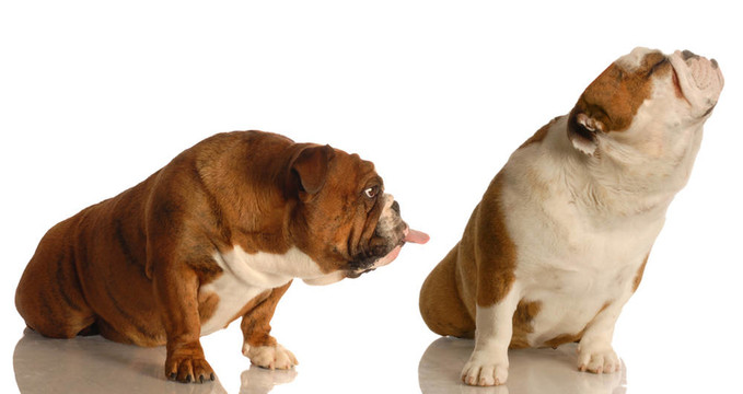 斗牛犬欺