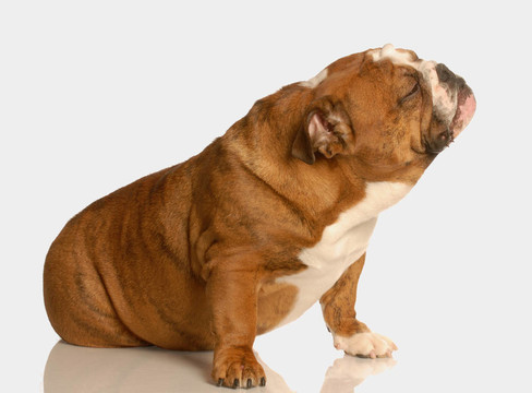 可愛的英國斗牛犬