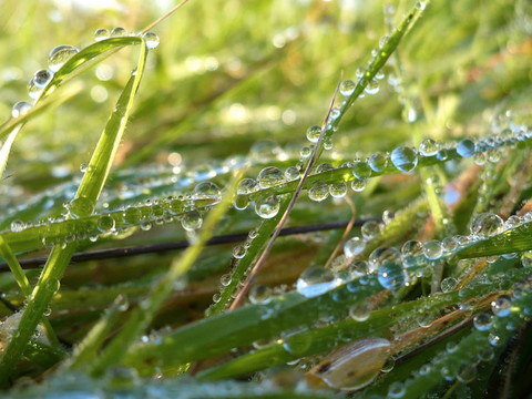 沾著露水的草地