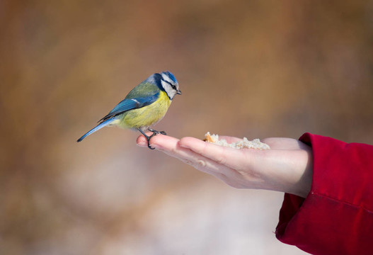 一個(gè)掌上bluetit