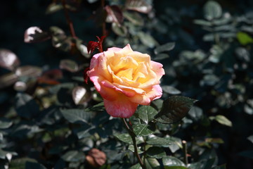 玫瑰花