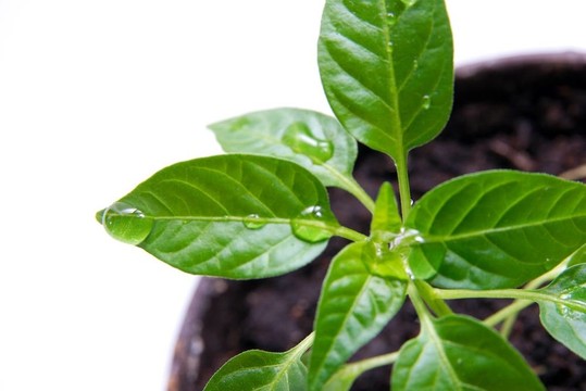 植物