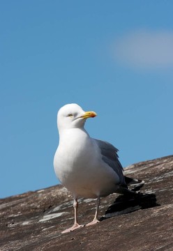 海鷗