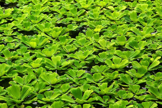 樹葉上有水滴的植物