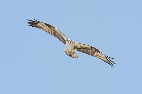 鶚（Pandion haliaetus）