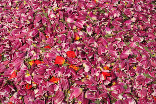 郁金香花浪費(fèi)