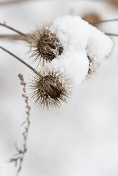 雪白的植被