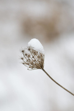 雪白的植被