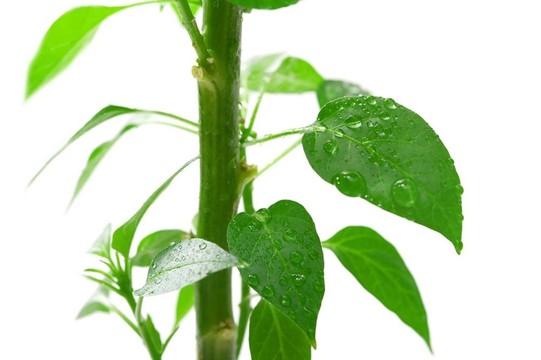 植物