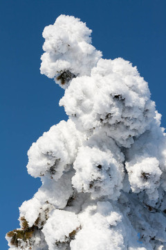 松雪