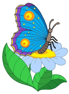 蝴蝶花