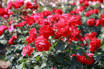玫瑰花
