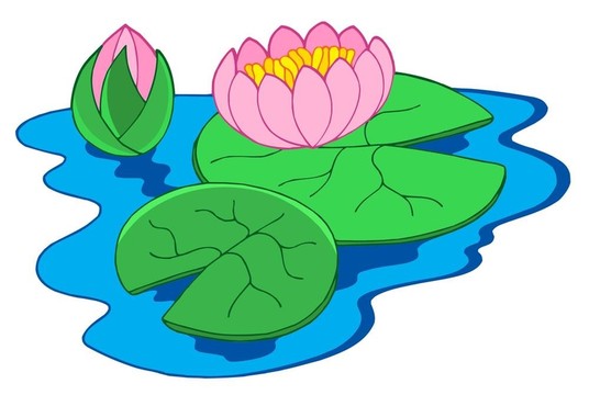 粉色的睡蓮