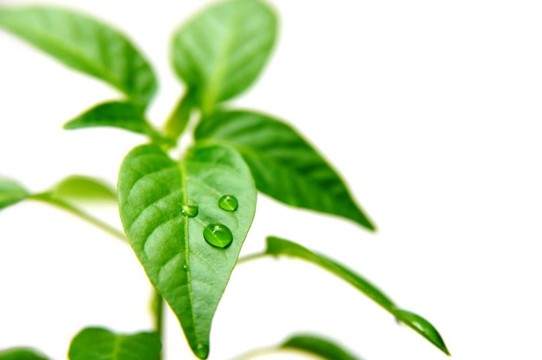 植物