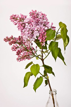丁香花