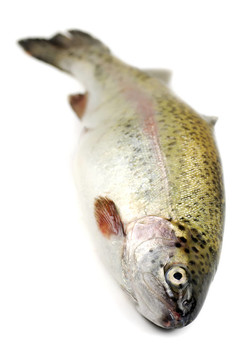 虹鱒魚