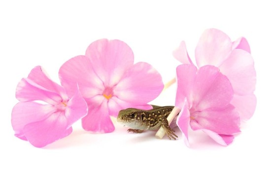 粉紅花蜥蜴