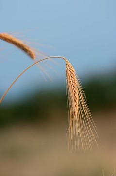 小麥