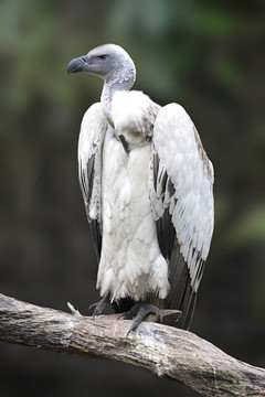 Cape Griffon Vulture（南非兀鷲）