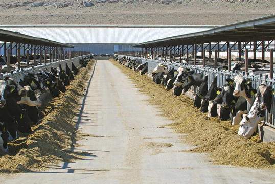 大型奶牛場(chǎng)