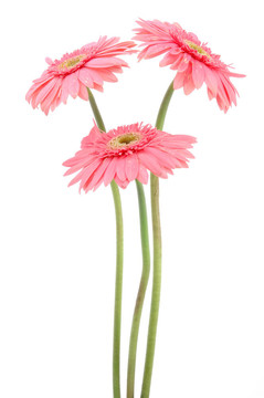 粉紅色的非洲雛菊