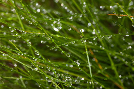 雨后草