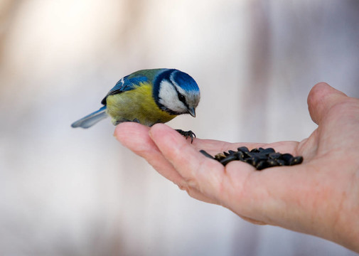 一個(gè)掌上bluetit