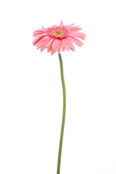 粉紅色的格柏雛菊