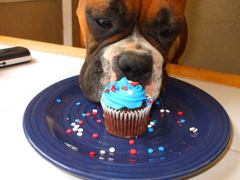 饑餓的Boxer Puppy