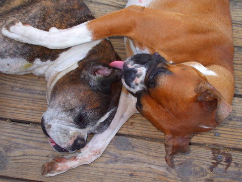 拳師犬