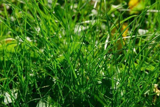 草