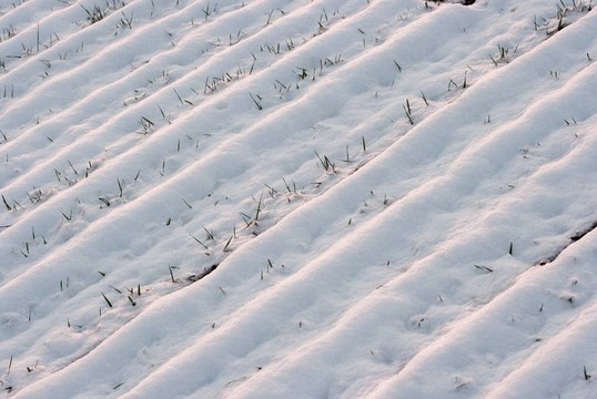 雪