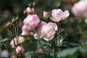 玫瑰花