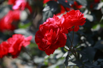 玫瑰花