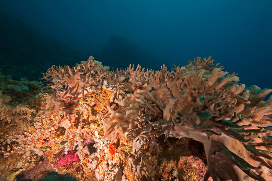 softcoral