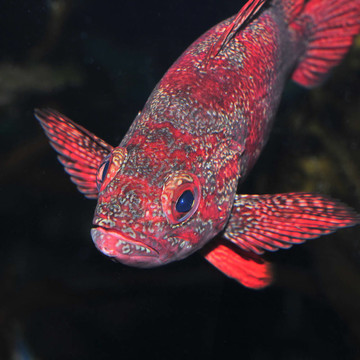 石頭魚
