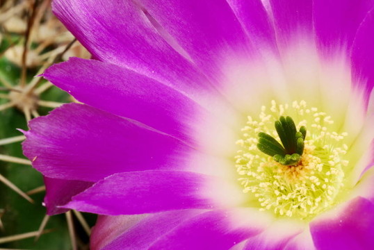品紅Echinocereus仙人掌花