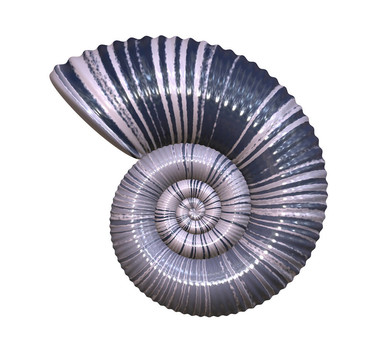 海貝殼