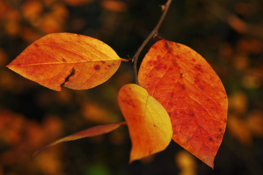 紅片