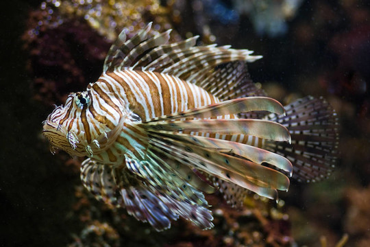 獅子魚