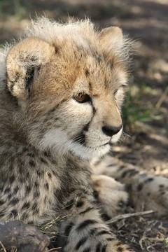 獵豹幼崽