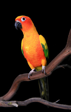 好奇的Sun Conure Parrot展望未來