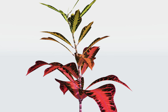 優(yōu)良的植物