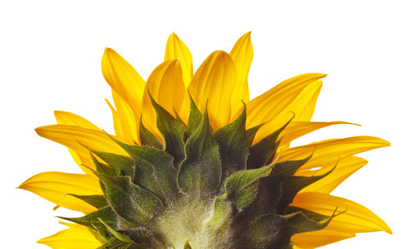 葵花分離