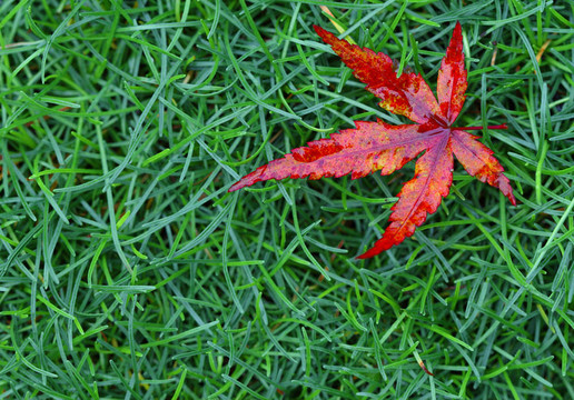 紅色的落葉